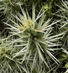 Cylindropuntia tunicata