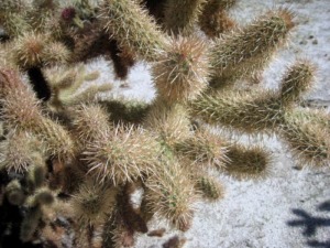 Cylindropuntia fosbergii