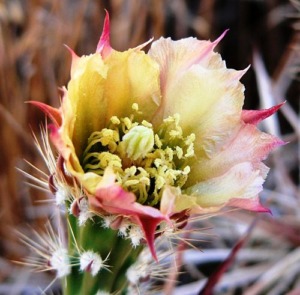 Corynopuntia parishii