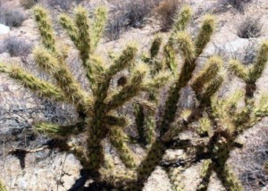 Cylindropuntia acanthocarpa var. acanthocarpa