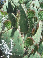 Opuntia demissa, near San Diego, CA