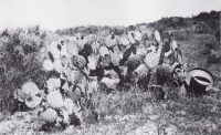Opuntia demissa, type,  San Diego area,  historical photo