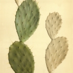 Opuntia anahuacensis