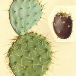 Opuntia arizonica