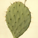 Opuntia pyrocarpa