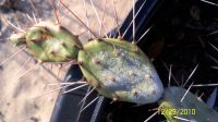 Opuntia abjecta