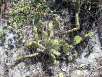 Opuntia abjecta