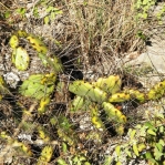 Opuntia abjecta, in habitat