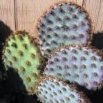 Opuntia aciculata, unusual color caused by cold