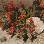 Opuntia aciculata, garden plant, Albuquerque