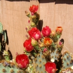 Opuntia aciculata, garden plant, Albuquerque