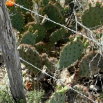 Opuntia aciculata, near Laredo, TX, Hayes Jackson