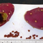 Opuntia aciculata, fruit and seeds, Nancy Hussey