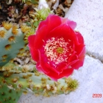 Opuntia aciculata, garden plant, Wickenburg, AZ