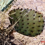 Opuntia unknown, No. 1, near Las Cruces, NM