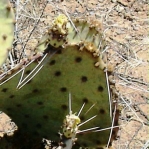 Opuntia unknown, No. 1, near Las Cruces, NM