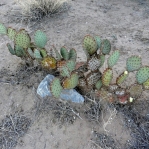 Opuntia unknown, No. 1, near El Paso, Hayes Jackson