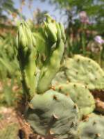 Opuntia allairie, garden plant from Sarita, TX