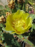 Opuntia allairie, garden plant from Sarita, TX