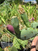 Opuntia allairie, garden plant from Sarita, TX