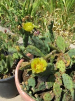 Opuntia allairie, garden plant from Sarita, TX