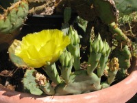 Opuntia allairie, garden plant from Sarita, TX