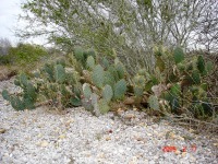 Opuntia lindheimeri, short and sprawling plant