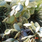 Opuntia alta, garden plant, Albuquerque, NM