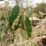 Opuntia unknown, southern TX