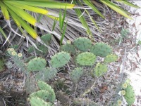 Opuntia ammophila