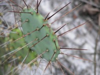 Opuntia ammophila with hatpin-like spines