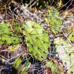Opuntia ammophila with hatpin-like spines