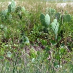 Opuntia anahuacensis, Bolivar Peninsula, TX