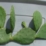 Opuntia anahuacensis, Bolivar Peninsula, TX