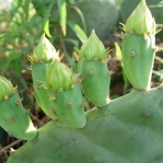 Opuntia anahuacensis, flower buds
