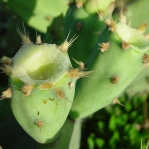 Opuntia anahuacensis, pericarpel/receptacle