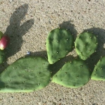 Opuntia anahuacensis, Galveston Island, TX