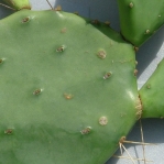 Opuntia anahuacensis, Bolivar Penninsula, TX