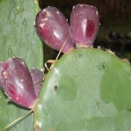 Opuntia anahuacensis, fruit