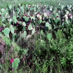Opuntia anahuacensis, Galveston, TX