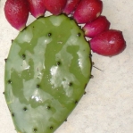 Opuntia anahuacensis, fruit may be stipitate or not