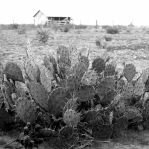 Opuntia anahuacensis, ca. 1910, D Griffiths