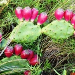Opuntia anahuacensis, Galveston, TX