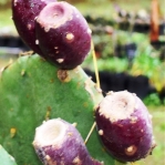 Opuntia anahuacensis fruit