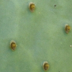 Opuntia anahuacensis, glochids on new growth