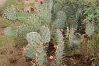 Opuntia angustata, Congress, AZ