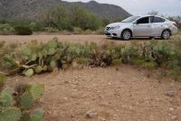 Opuntia angustata, Congress, AZ