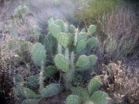 Opuntia angustata, Kingman, AZ