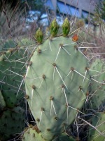 Opuntia angustata, Kingman, AZ