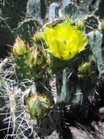 Opuntia angustata, Kingman, AZ